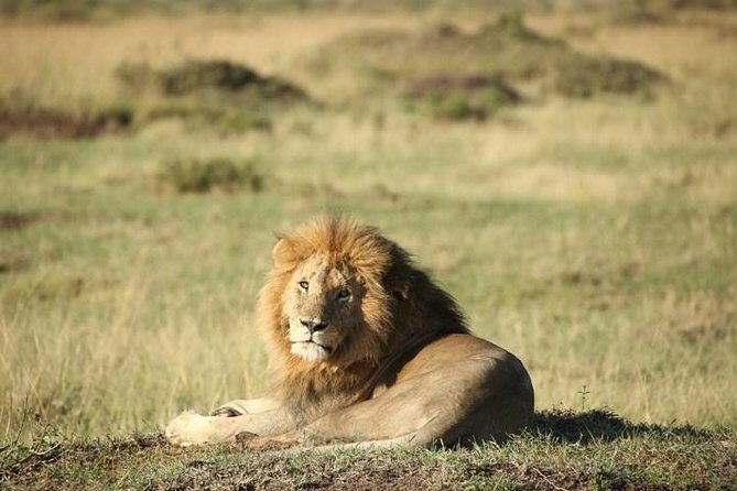 Classic Luxury 4 X 4 Masai Mara Safari - An In-Depth Look at the Maasai Mara Classic Safari