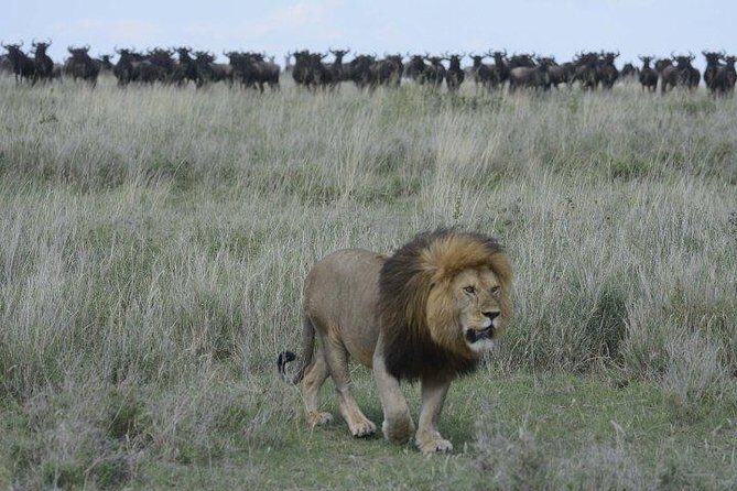 Classic Luxury 4 X 4 Masai Mara Safari - The Sum Up