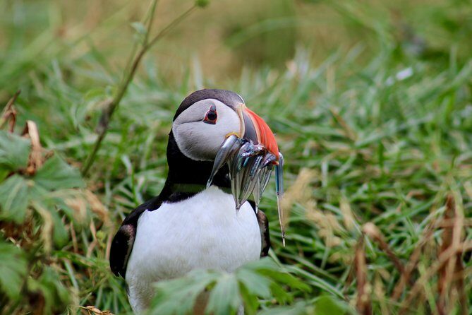 Classic Puffin Watching Cruise from Downtown Reykjavík - An Authentic Look at the Puffin Watching Experience
