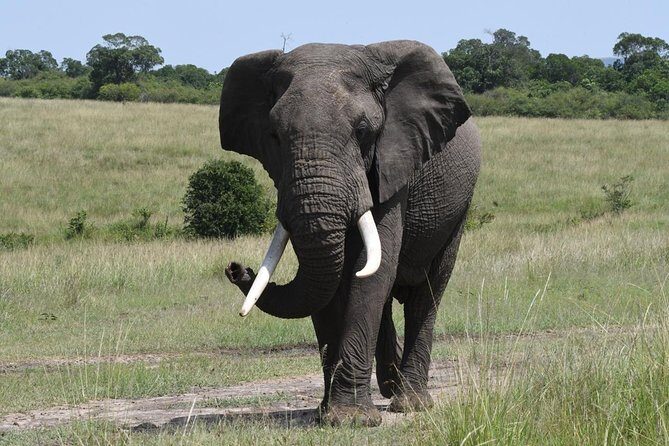 Classic Thrilling Kenya, Tanzania and Zanzibar 2024 - Practical Insights and What You Can Expect