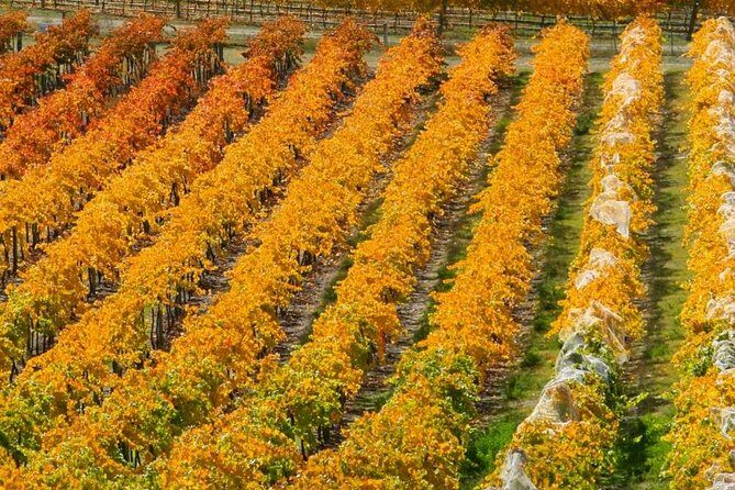 Classic Wanaka Wine Tour - The Value of the Experience