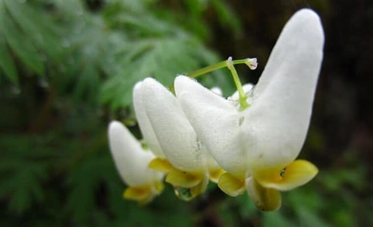 clayton-chattooga-river-rafting-on-class-iii-rapids