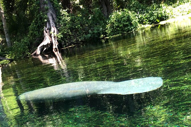 clear-canoeing-and-wildlife-sightseeing-at-silver-springs