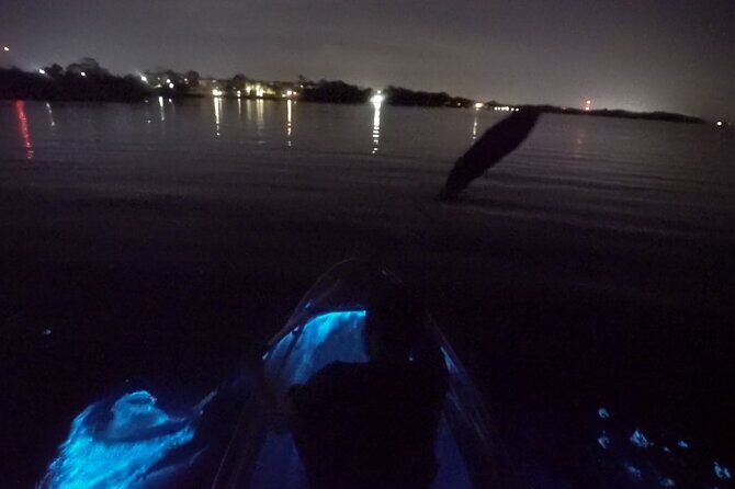 Clear Kayak Bioluminescence Tour - Introduction to the Experience