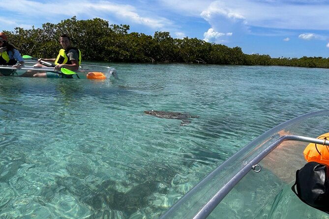 clear-kayak-eco-tour-explore-mangroves-and-meet-the-turtles