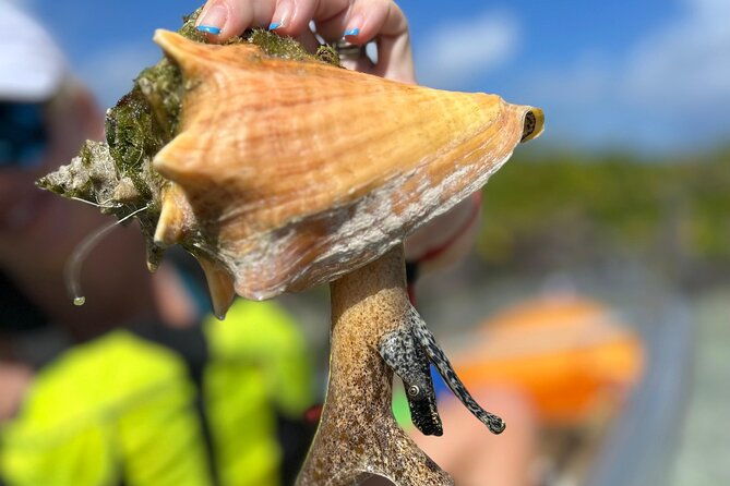 clear-kayak-eco-tour-explore-mangroves-and-meet-the-turtles