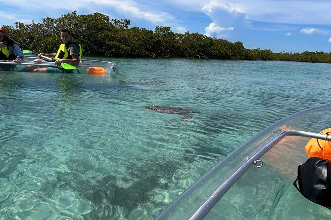 clear-kayak-eco-tour-explore-mangroves-and-meet-the-turtles