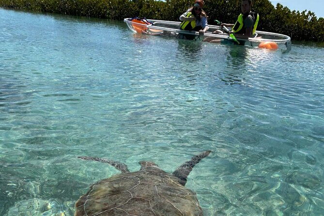 clear-kayak-eco-tour-explore-mangroves-and-meet-the-turtles