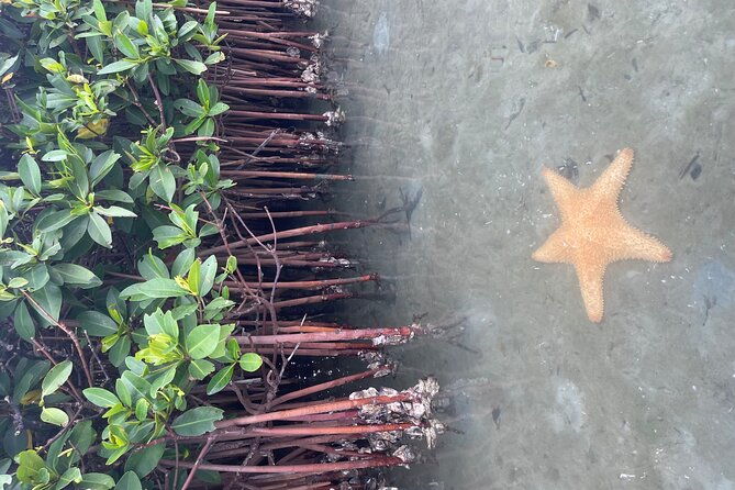 clear-kayak-john-d-macarthur-state-park-w-guide-singer-island