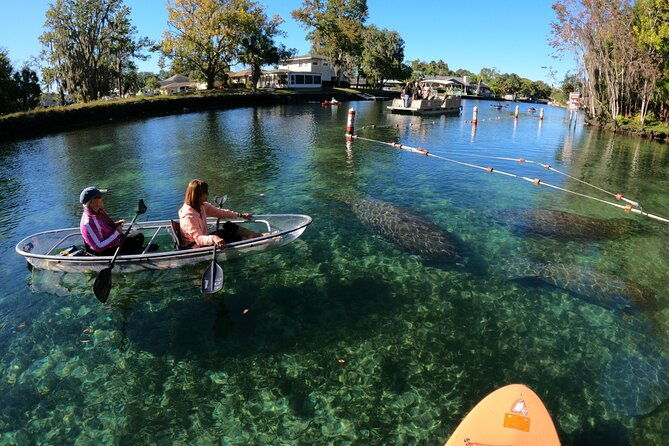 clear-kayak-manatee-ecotour-of-crystal-river