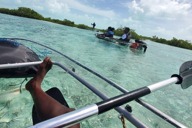 clear-kayak-mangrove-eco-tour