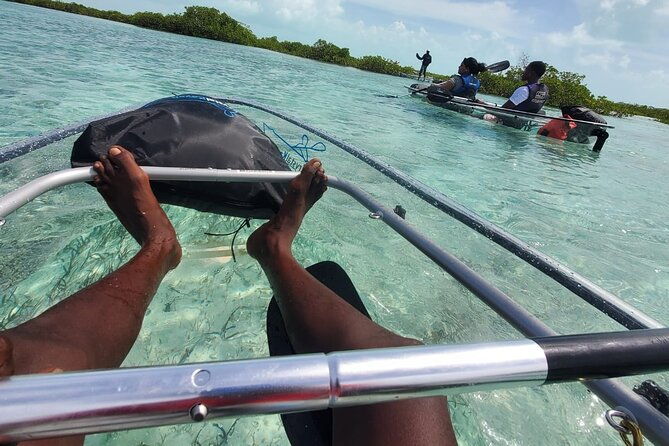 clear-kayak-mangrove-eco-tour