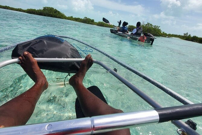 clear-kayak-mangrove-eco-tour