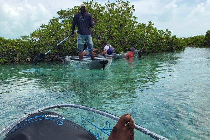 clear-kayak-mangrove-eco-tour
