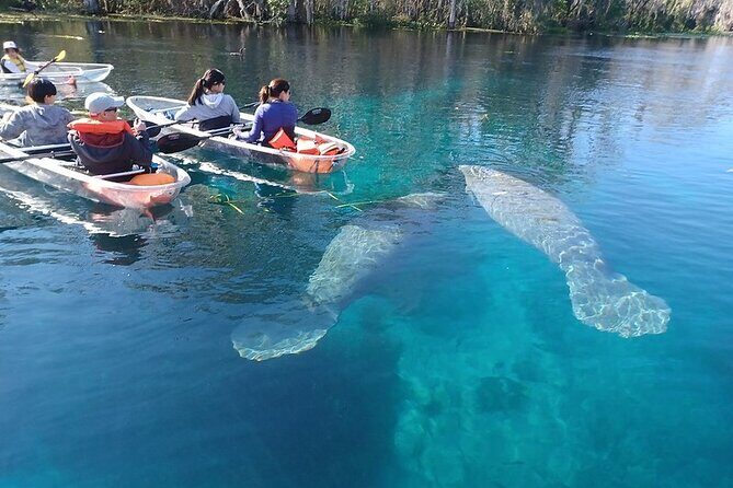 Clear Kayak or Paddleboard Manatee Adventure - The Experience: What You Can Expect