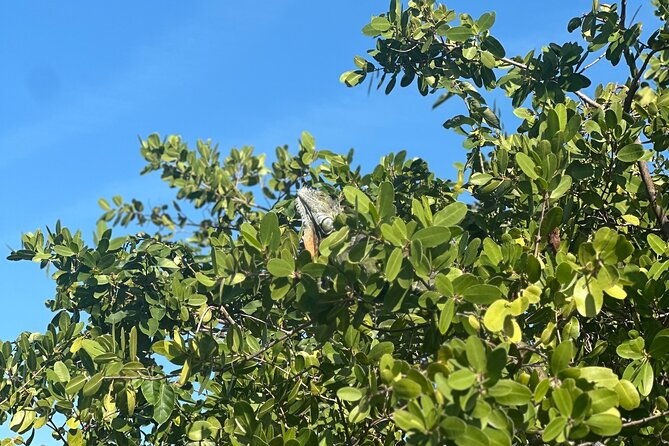 clear-kayak-peanut-island-guided-tour-palm-beach-singer-island