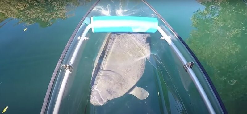 Clear Kayak Three Sisters Springs Ecotour of Crystal River - Key Points