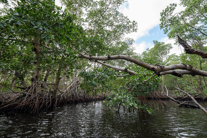 Clear Kayak Tour in North Miami Beach - Mangrove Tunnels - FAQ