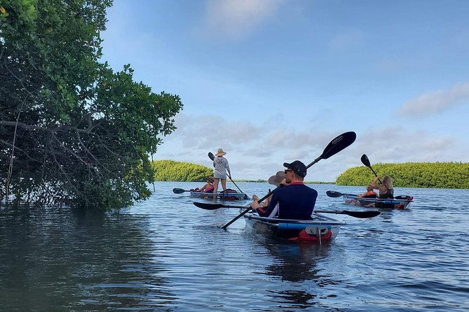 clear-kayak-tour-of-shell-key-preserve-and-tampa-bay-area