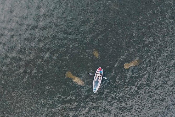 Clear Kayak Tour of Tarpon Springs | Manatee Season - An Honest Breakdown of the Tour Experience