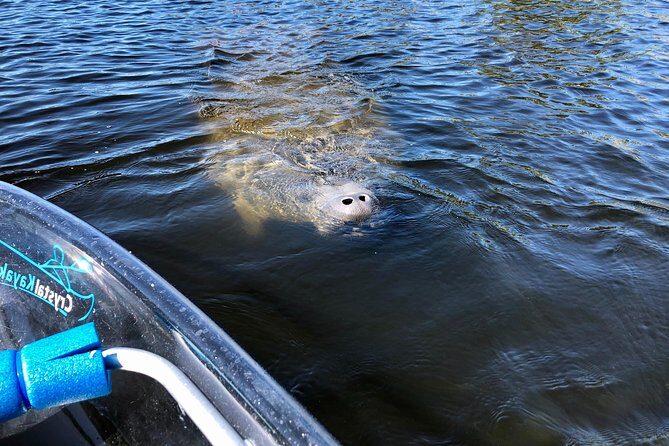 Clear Kayak Tour of Tarpon Springs | Manatee Season - Frequently Asked Questions