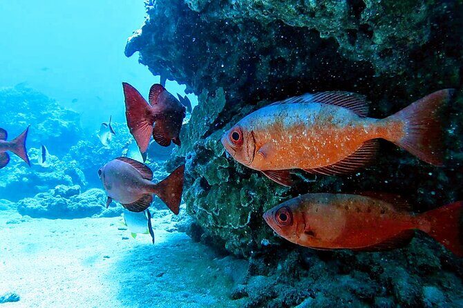 Clear Kayak Tour with Pontoons and Optional Snorkeling-Unlimited - Final Thoughts: Who Is This Tour Best For?