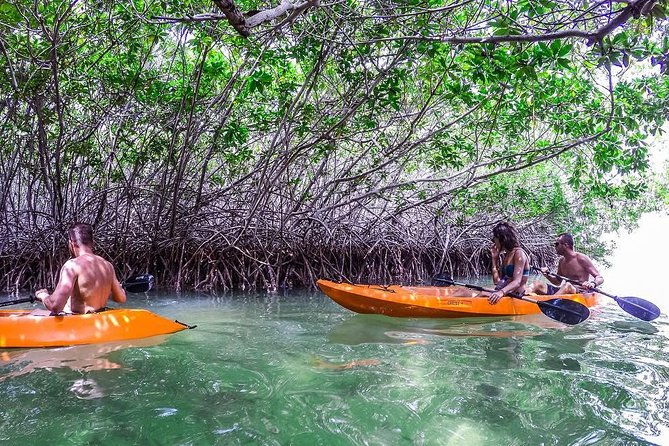 clearbottom-mangrove-kayak-snorkel-tour