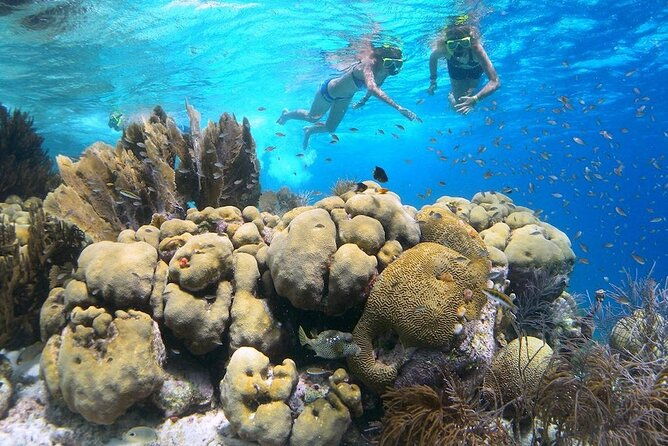 clearbottom-mangrove-kayak-snorkel-tour