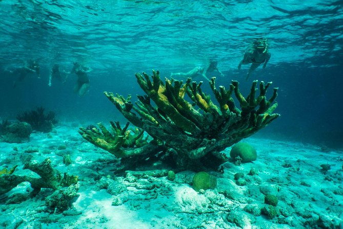 clearbottom-mangrove-kayak-snorkel-tour