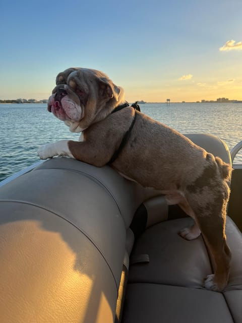 clearwater-4-hour-private-pontoon-boat-rental-with-captain