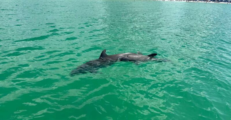 Clearwater Beach: Dolphin & Island Sandbar Cruise - The Experience in Practice