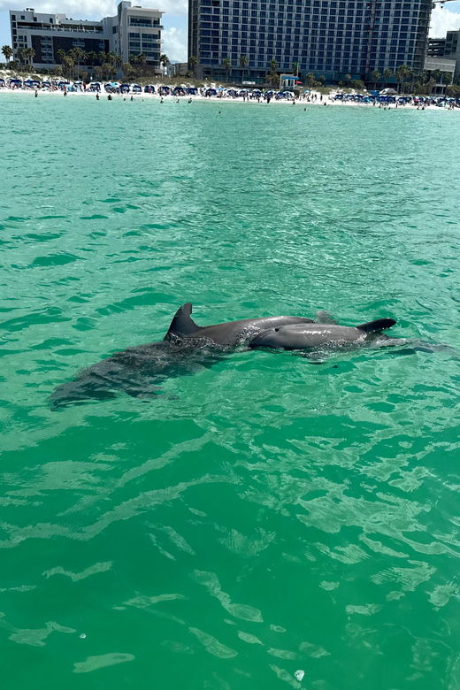 clearwater-beach-donuts-and-dolphins
