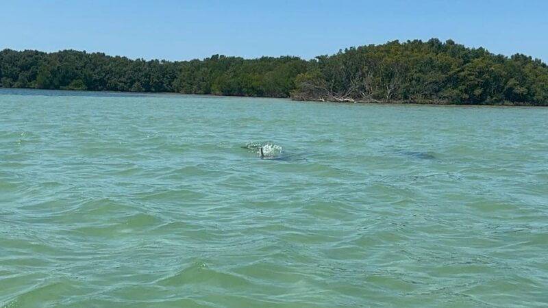 clearwater-dolphin-jet-ski-tour-1-ski-for-up-to-3-people