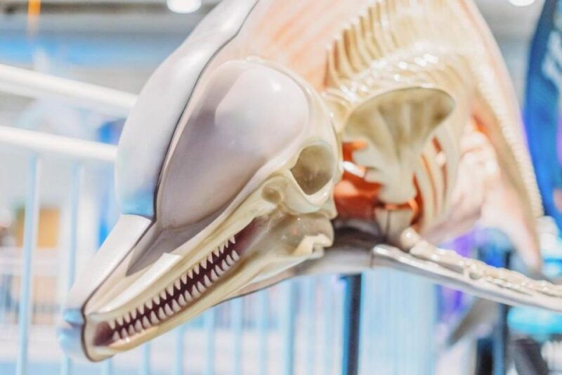 clearwater-eco-certified-marine-aquarium-general-admission