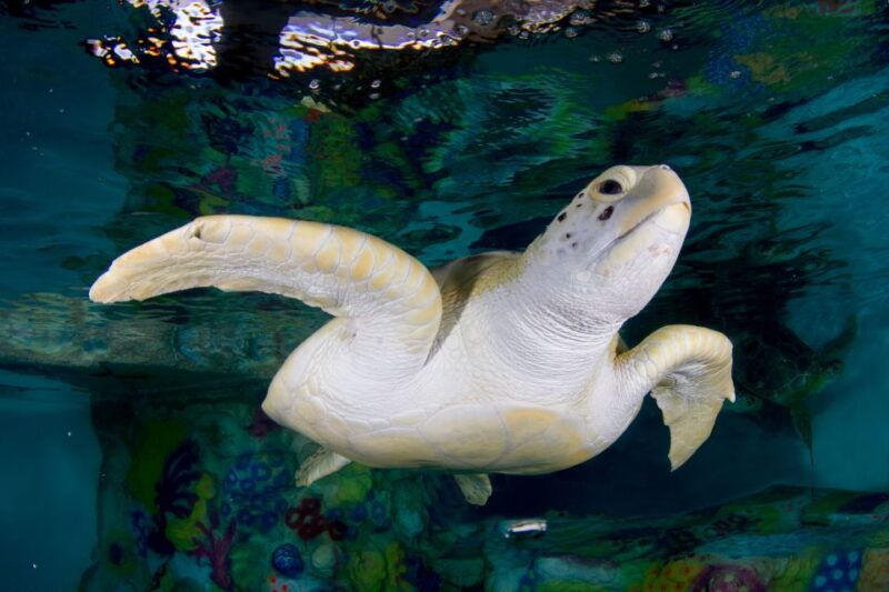 clearwater-eco-certified-marine-aquarium-general-admission