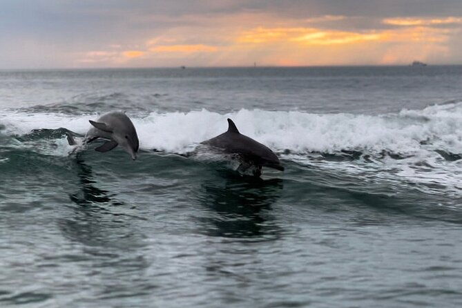 clearwater-encounters-with-dolphins-tour