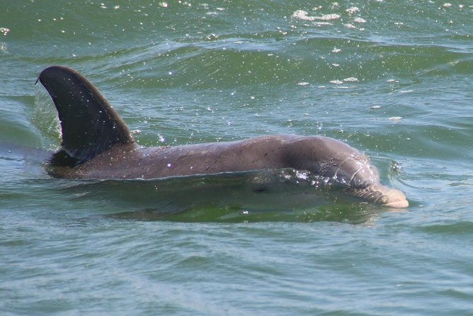 clearwater-encounters-with-dolphins-tour