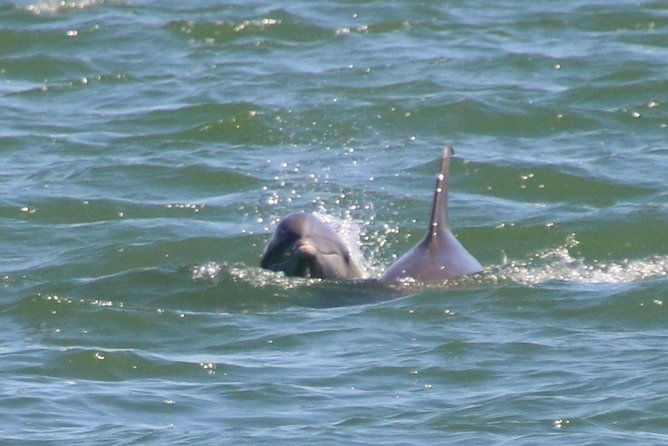 clearwater-encounters-with-dolphins-tour