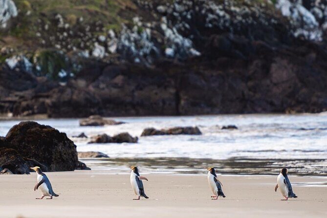 Clearwater Private Penguin & Wildlife Tour from Port Otago (5hrs) - A Deep Dive Into the Experience
