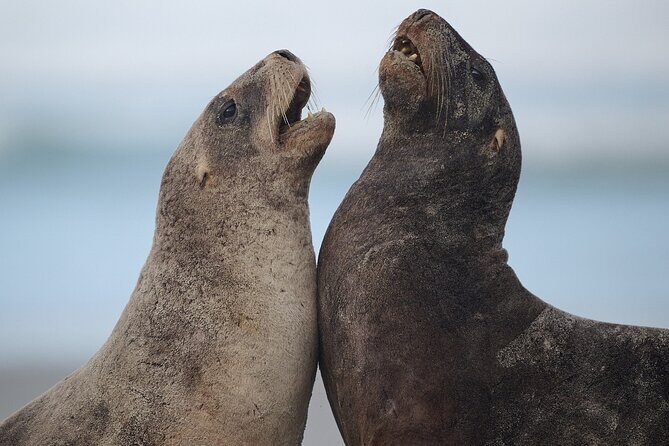 Clearwater Private Penguin & Wildlife Tour from Port Otago (5hrs) - The Sum Up