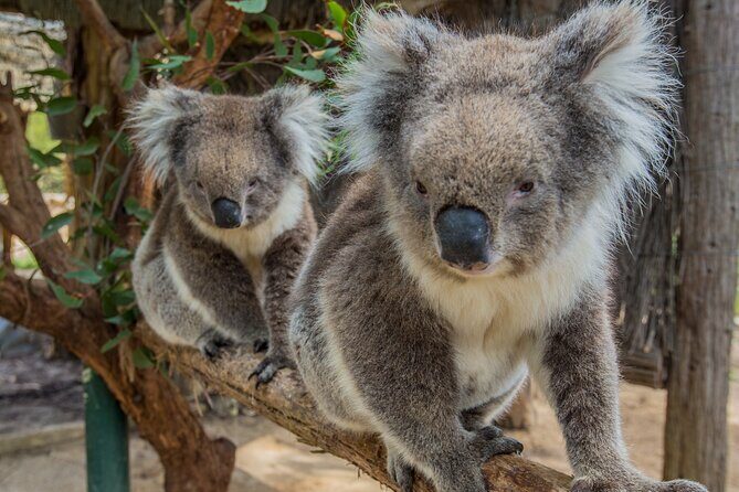 Cleland Wildlife Park Experience - from Adelaide including Mt Lofty Summit - A Detailed Look at the Tour Itinerary