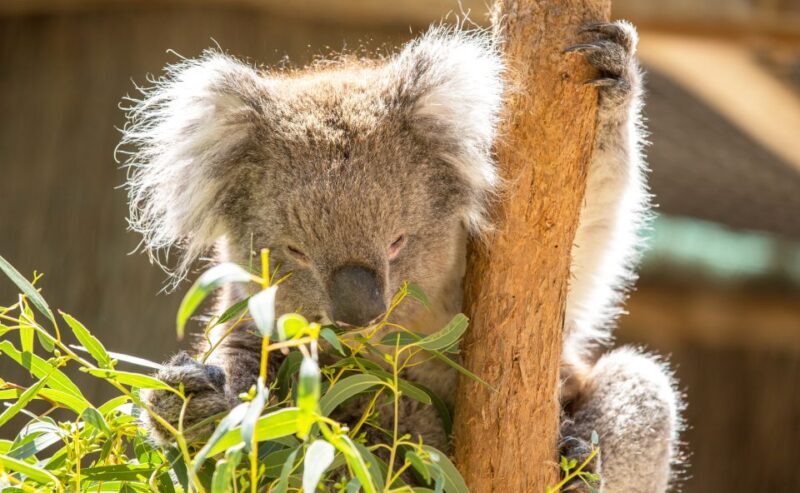 Cleland Wildlife Park Experience with Mount Lofty Summit - FAQs