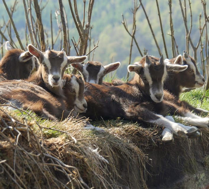 climb-the-mountains-together-with-goats
