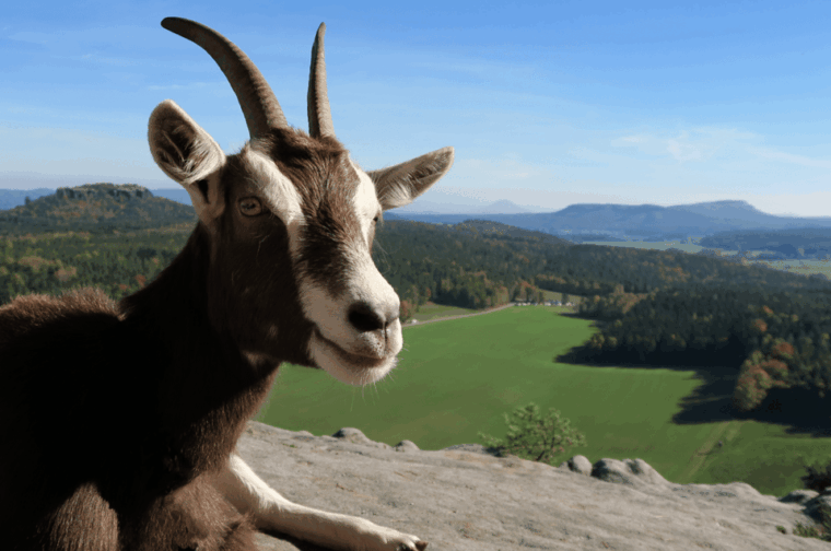 climb-the-mountains-together-with-goats