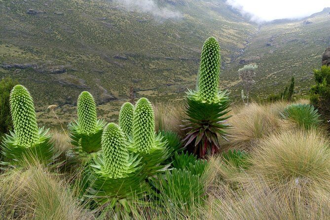 Climbing Mount Kenya 5 Days Via Chogoria Route - Practical Details & What You Can Expect