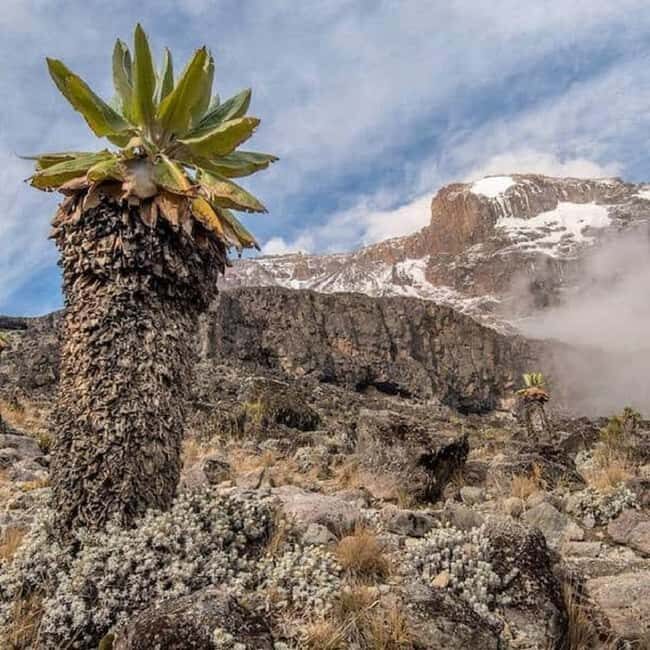 Climbing Mt. Kilimanjaro via Marangu route 6 days - Introduction to the Marangu Route Experience