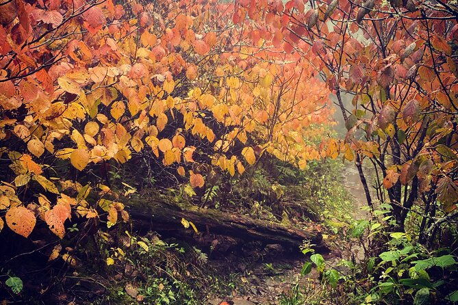 clingmans-dome-hike