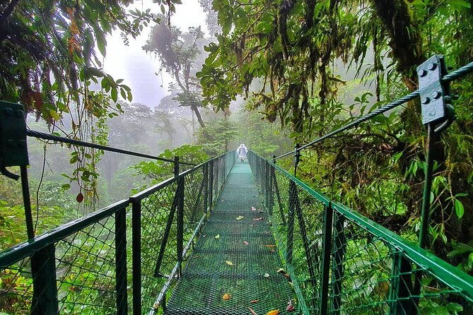cloud-forest-hanging-bridges-with-a-local-naturalist-tour-guide