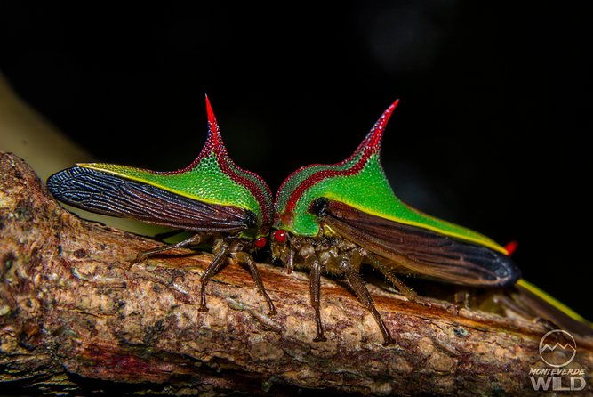 cloud-forest-night-walk-in-monteverde-monteverde-wild