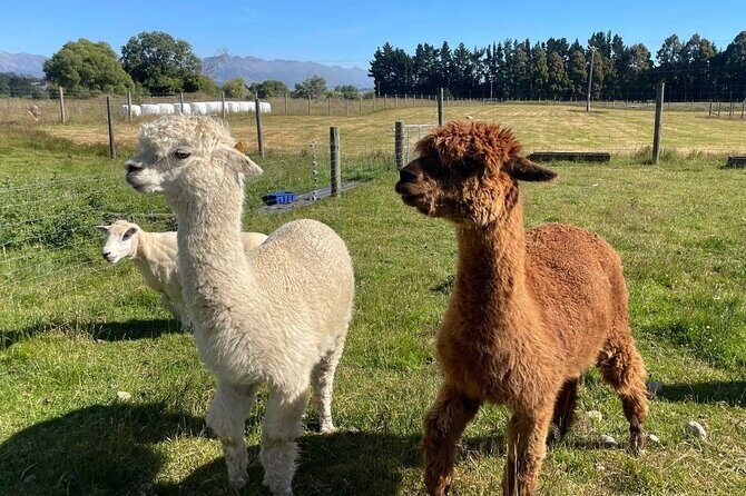 Coach Farm Tour and Milford Sound Nature Cruise from Queenstown - Practical Details and Tips